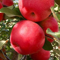 Support your PAC - Harvest 2026 Fundraiser