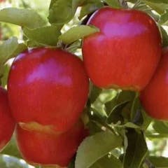 Support your PAC - Harvest 2026 Fundraiser